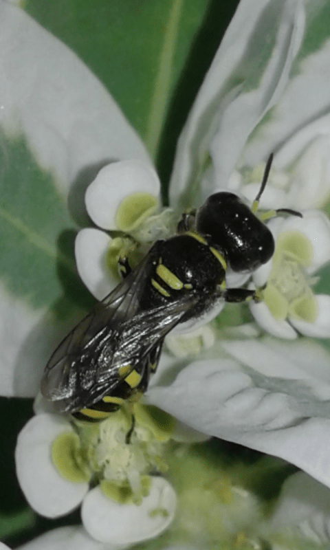 Crabronidae : Ectemnius sp.? S.
